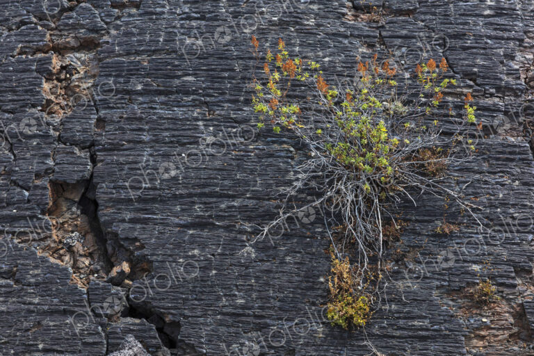 Close up of plant growing on fractured volcanic rock, Craters of the Moon National…