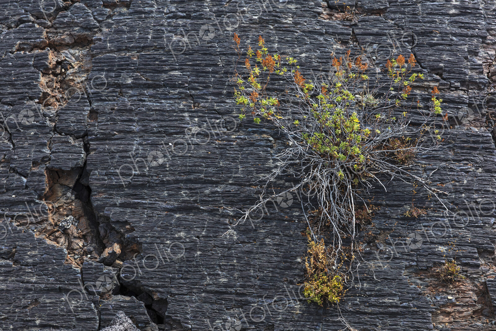 Close up of plant growing on fractured volcanic rock, Craters of the Moon National…