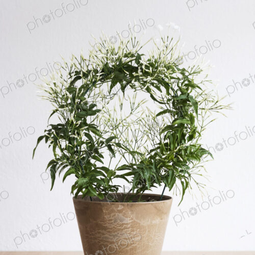 Close up of plant with delicate white flowers in a terracotta flower pot on wooden shelf. Close up of plant with delicate white flowers in a terracotta flower pot on wooden shelf.