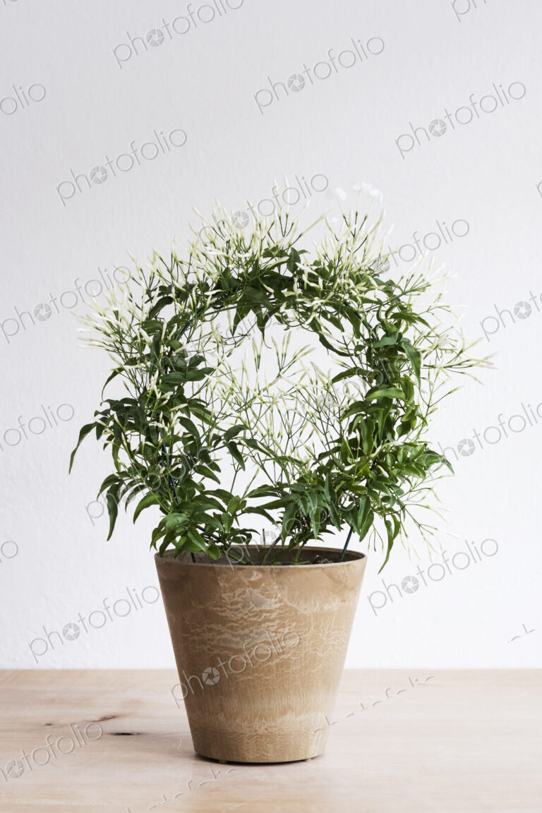 Close up of plant with delicate white flowers in a terracotta flower pot on wooden shelf.