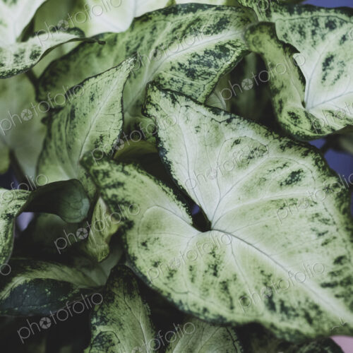 Close up of plant with white and green variegated leaves. Close up of plant with white and green variegated leaves.
