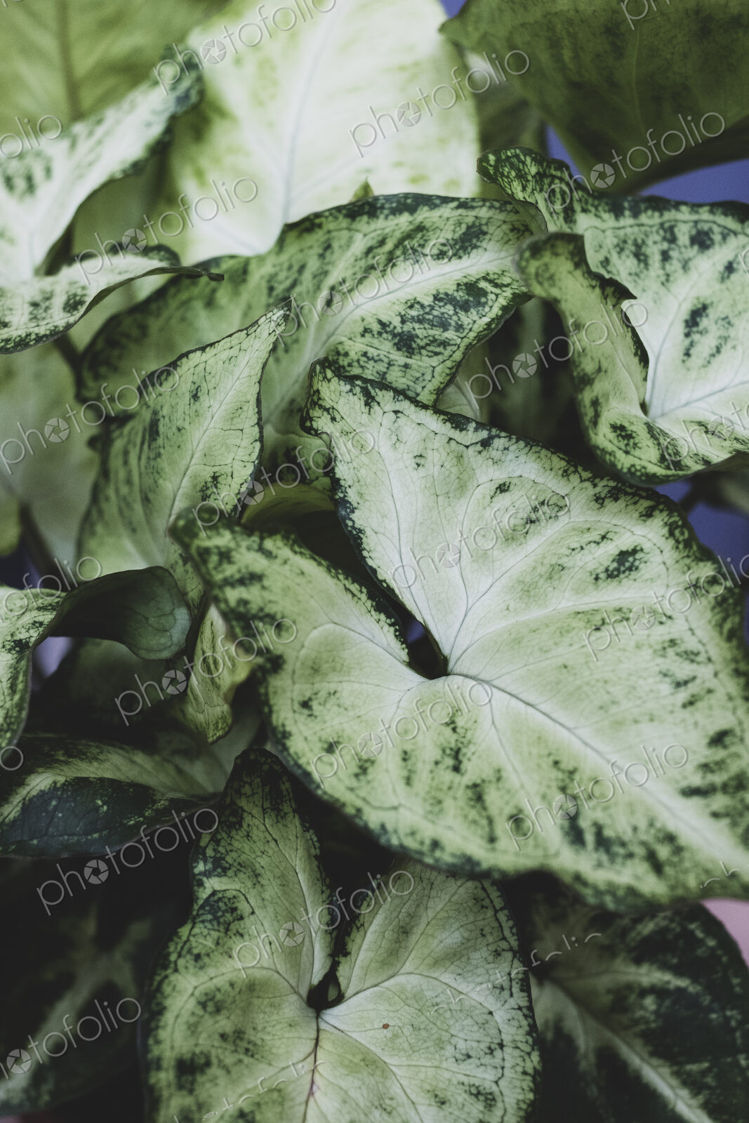 Close up of plant with white and green variegated leaves.