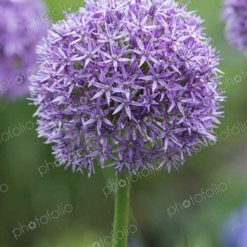 Close up of purple globe allium flower. Close up of purple globe allium flower.