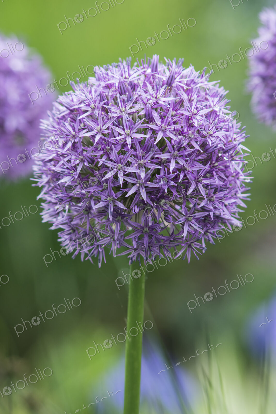 Close up of purple globe allium flower.