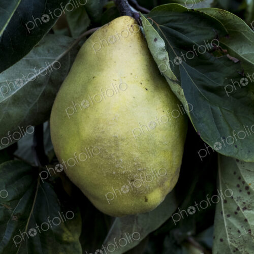 Close up of quince on a tree.