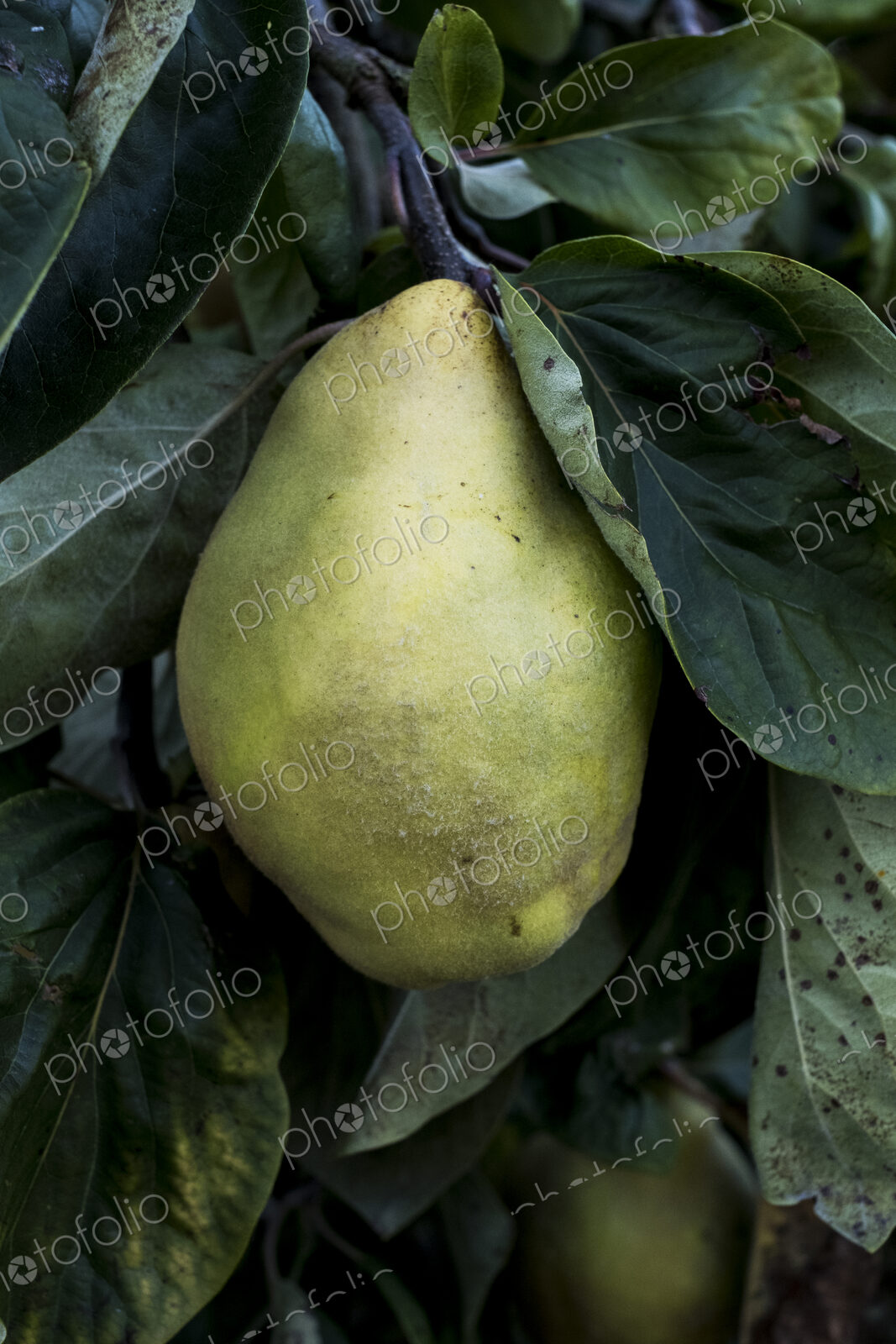 Close up of quince on a tree.