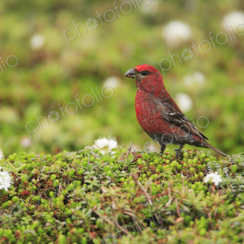 Close up of red Pine Grosbeak, Pinicola enucleator. Close up of red Pine Grosbeak, Pinicola enucleator.
