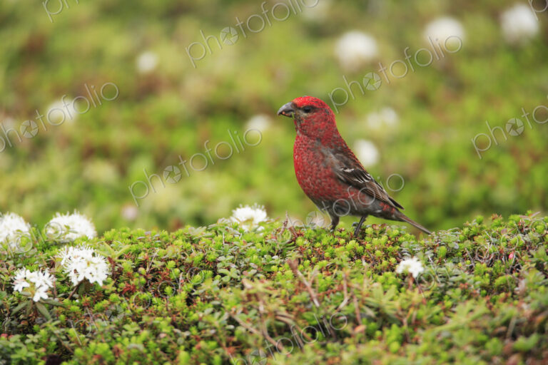 Close up of red Pine Grosbeak, Pinicola enucleator.