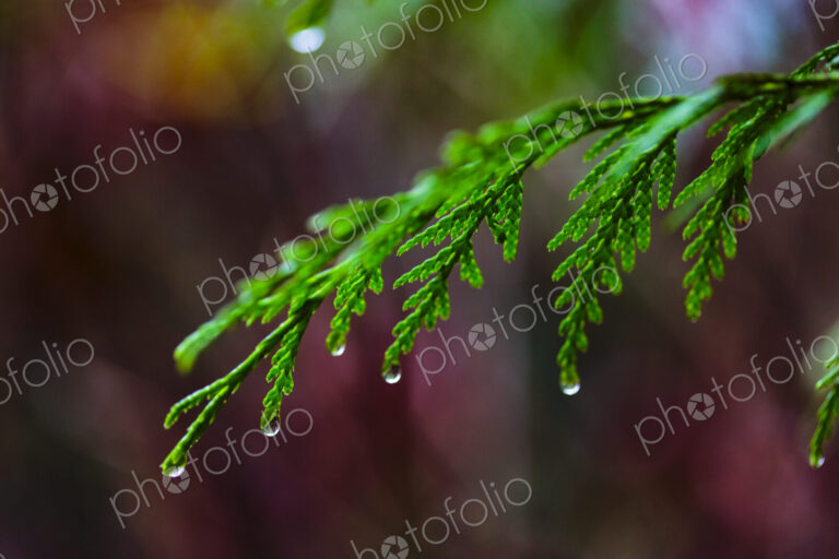 Close-up of red cedar branches, Carkeek Park, Seattle