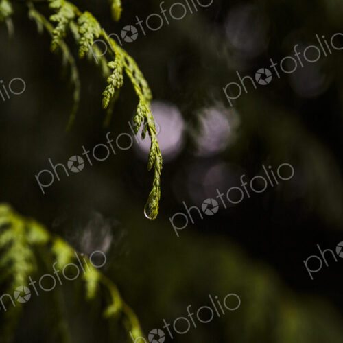 Close-up of red cedar branches with water droplets, Carkeek Park, Seattle Close-up of red cedar branches with water droplets, Carkeek Park, Seattle