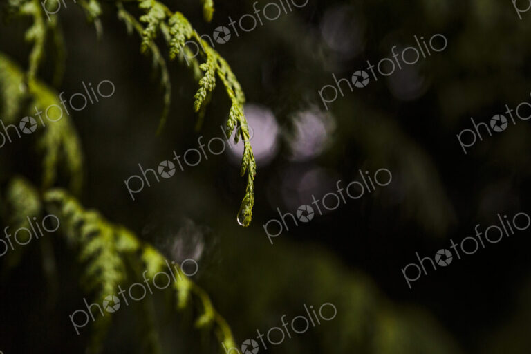 Close-up of red cedar branches with water droplets, Carkeek Park, Seattle