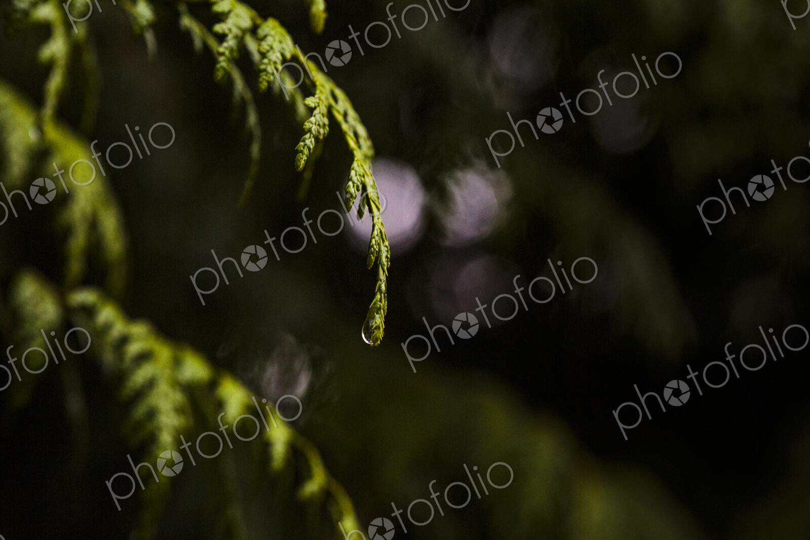 Close-up of red cedar branches with water droplets, Carkeek Park, Seattle
