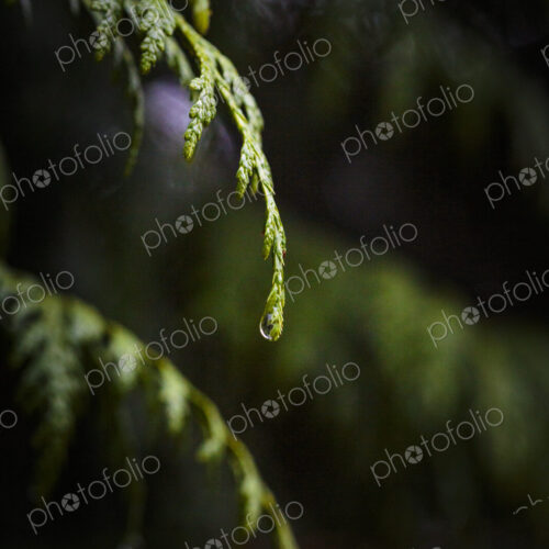 Close-up of red cedar branches with water droplets, Carkeek Park, Seattle