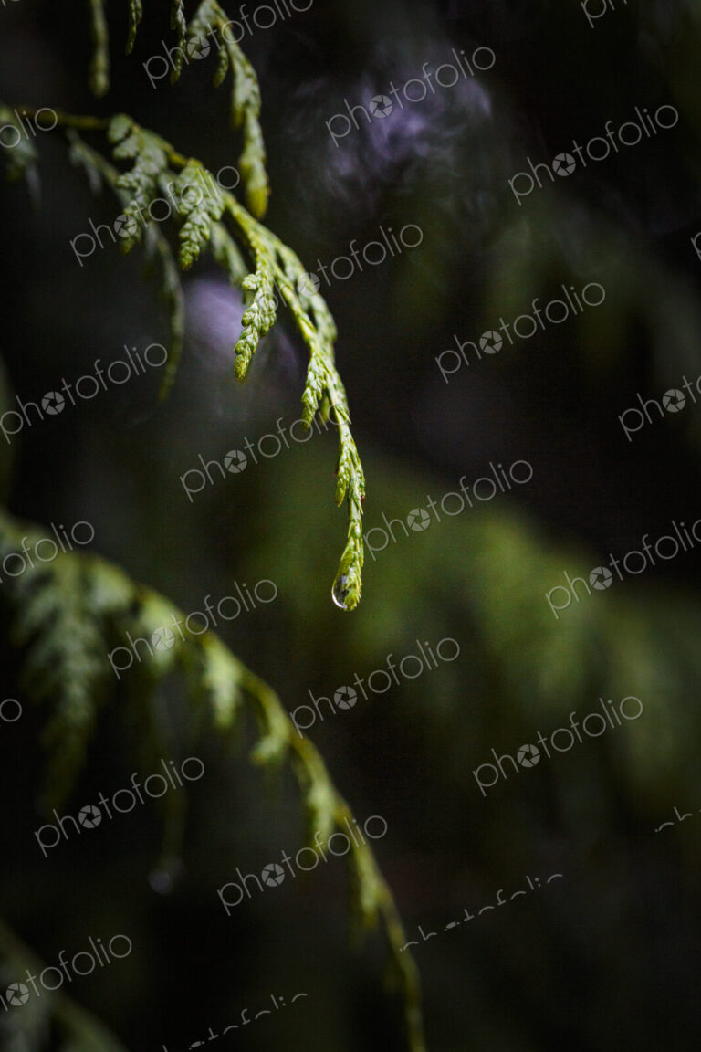 Close-up of red cedar branches with water droplets, Carkeek Park, Seattle