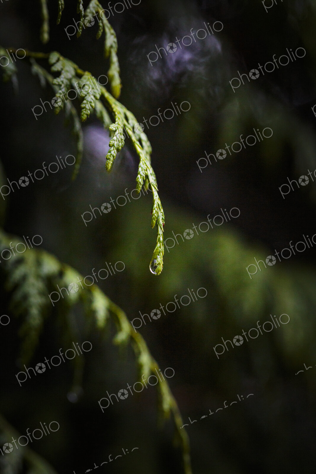Close-up of red cedar branches with water droplets, Carkeek Park, Seattle
