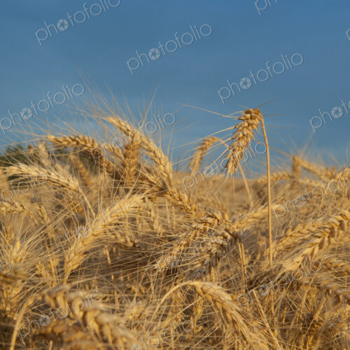 Close up of ripe golden wheat ears, the ripe seeds of the grain crop, ready for harvest.