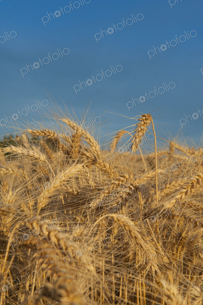 Close up of ripe golden wheat ears, the ripe seeds of the grain crop, ready for harvest.