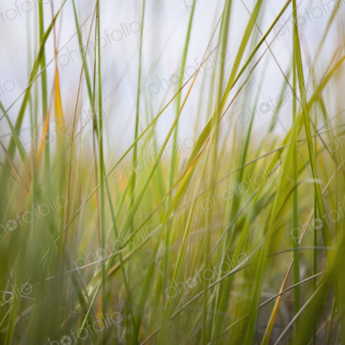 Close up of sea grasses on Long Beach Peninsula. Close up of sea grasses on Long Beach Peninsula.