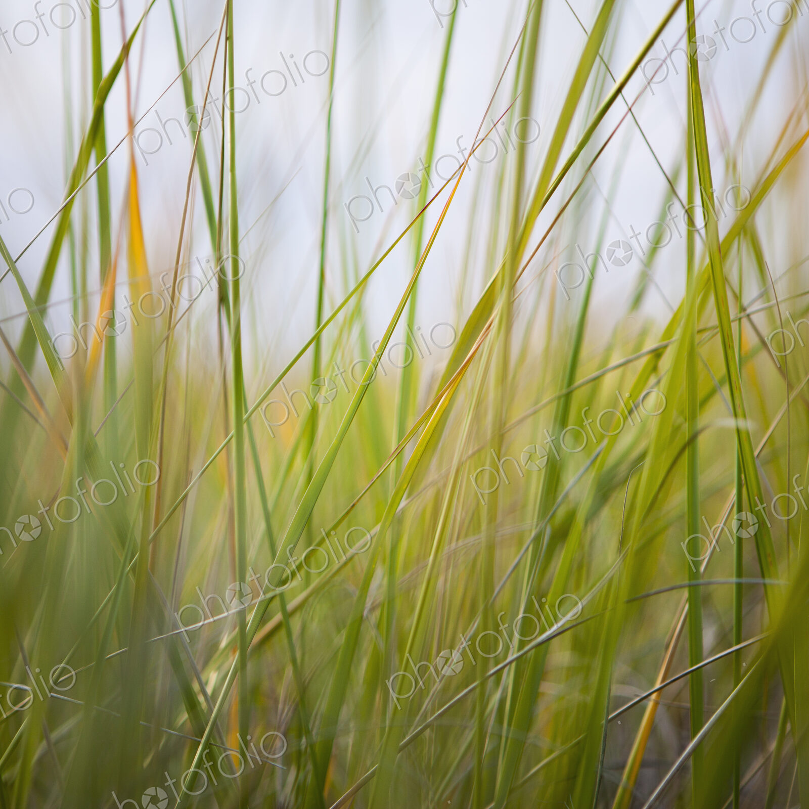 Close up of sea grasses on Long Beach Peninsula.