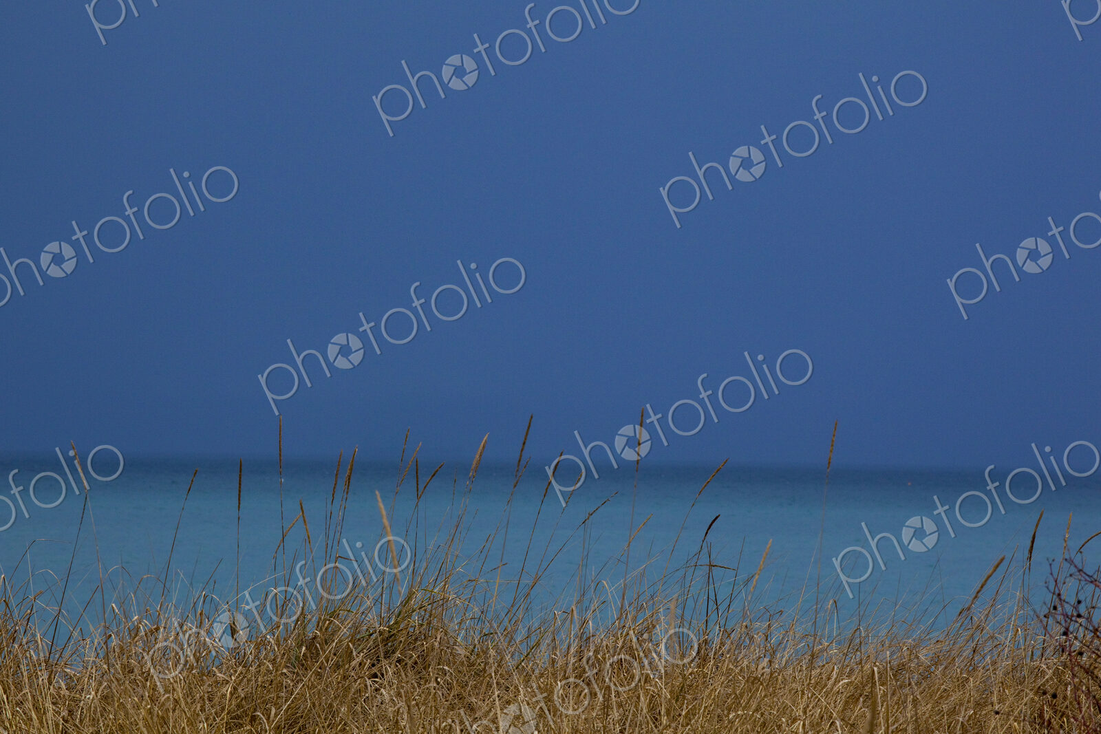 Close up of shore grass along the Strait of Juan de Fuca, deep blue sky meeting a blue…