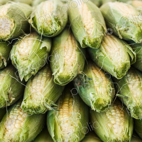 Close up of stack of fresh corn on the cob at a fruit and vegetable market.