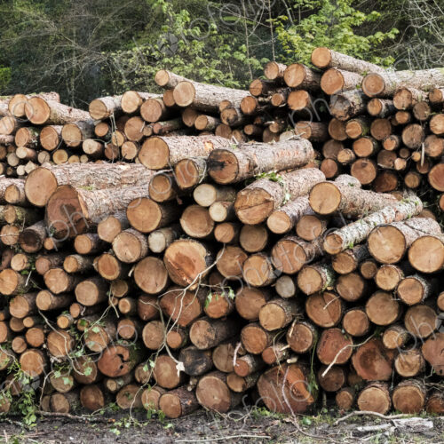Close up of stack of freshly cut tree branches in a forest. Close up of stack of freshly cut tree branches in a forest.