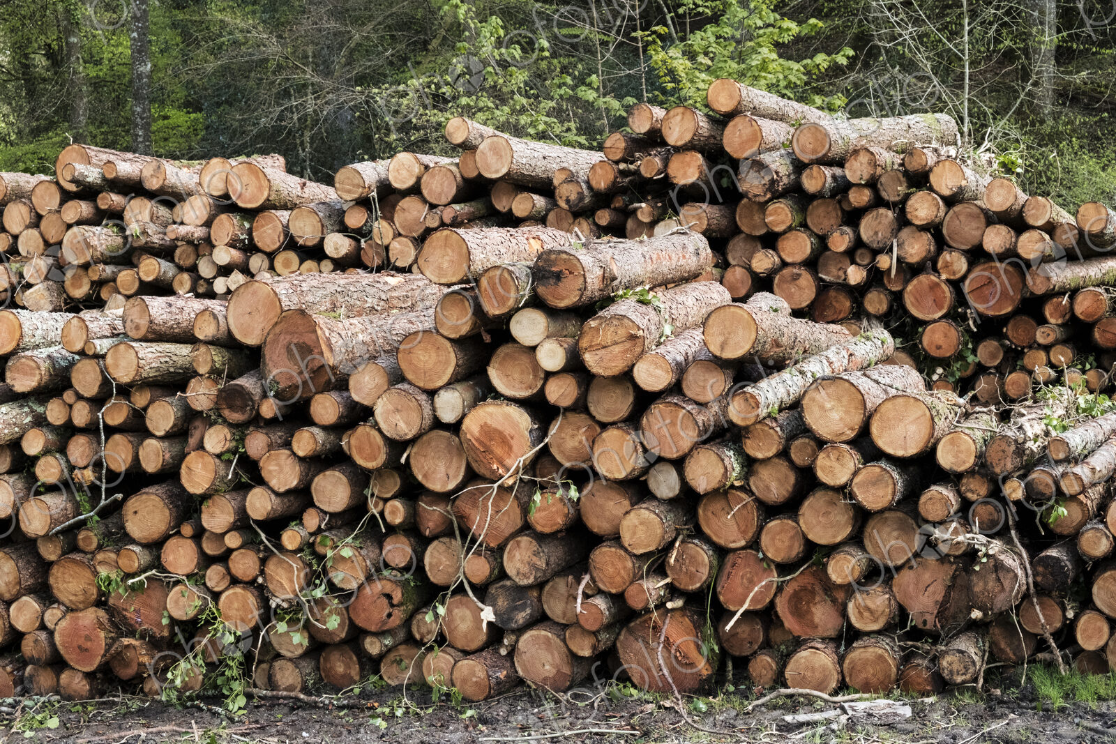 Close up of stack of freshly cut tree branches in a forest.