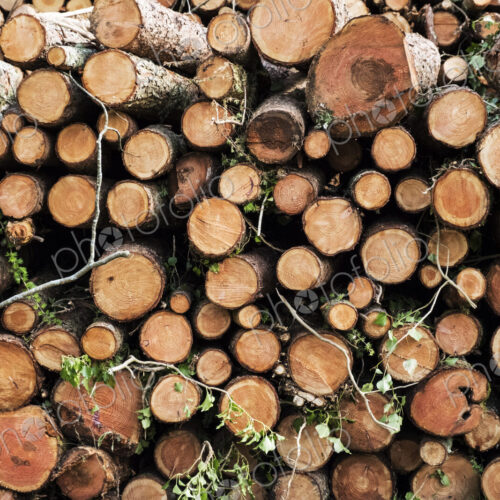 Close up of stack of freshly cut tree branches in a forest. Close up of stack of freshly cut tree branches in a forest.