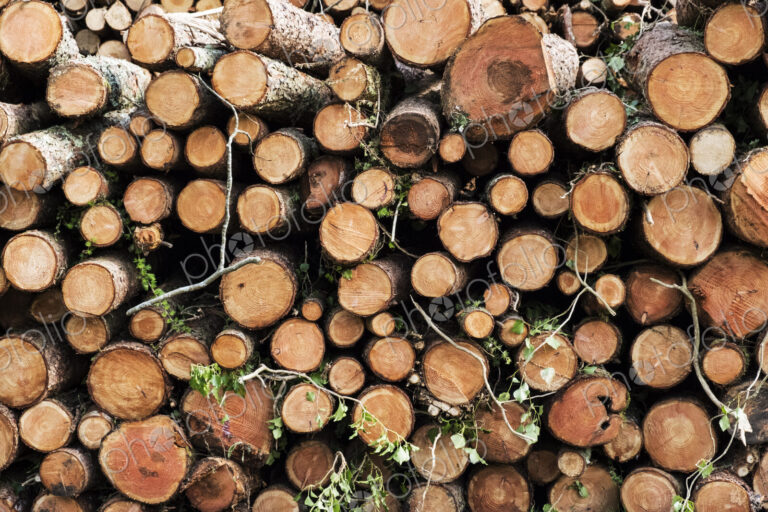 Close up of stack of freshly cut tree branches in a forest.