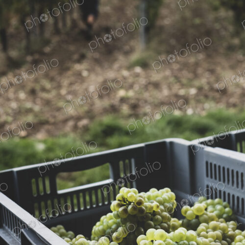 Close up of stack of grey plastic crated with freshly picked green grapes at a vineyard.