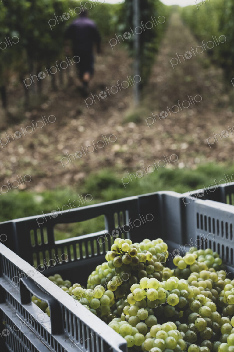 Close up of stack of grey plastic crated with freshly picked green grapes at a vineyard.