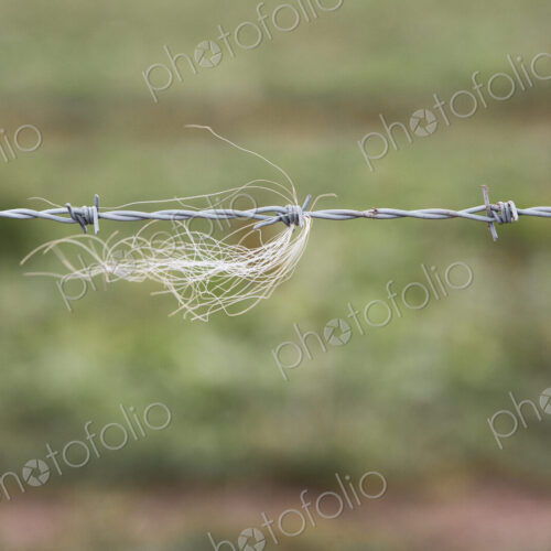 Close up of strand of animal hairs in a barbed wire fence on a farm.