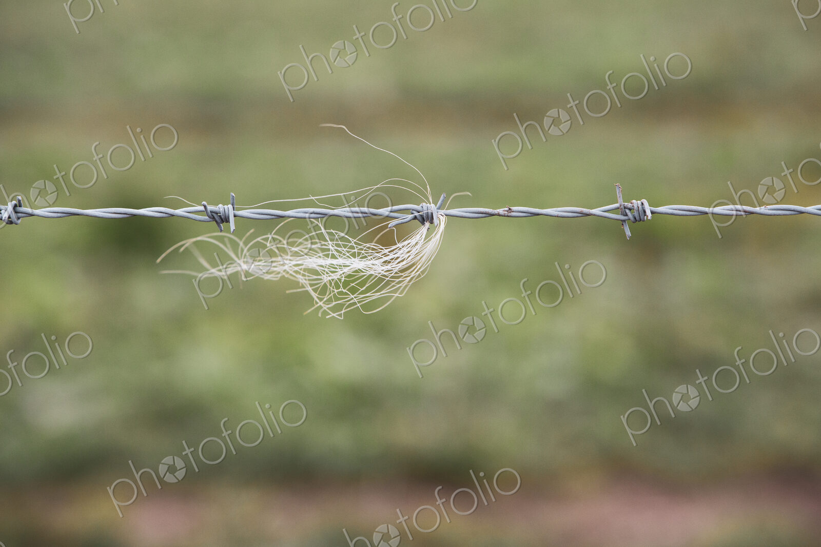 Close up of strand of animal hairs in a barbed wire fence on a farm.