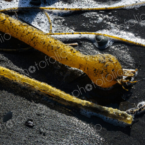 Close up of strands of Bull kelp, bladderrack seaweed on a beach, Port Angeles Close up of strands of Bull kelp, bladderrack seaweed on a beach, Port Angeles