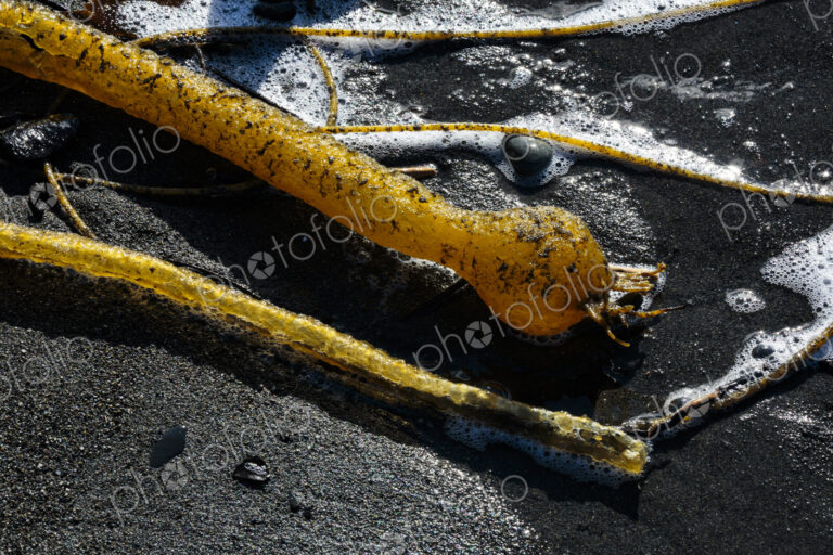 Close up of strands of Bull kelp, bladderrack seaweed on a beach, Port Angeles