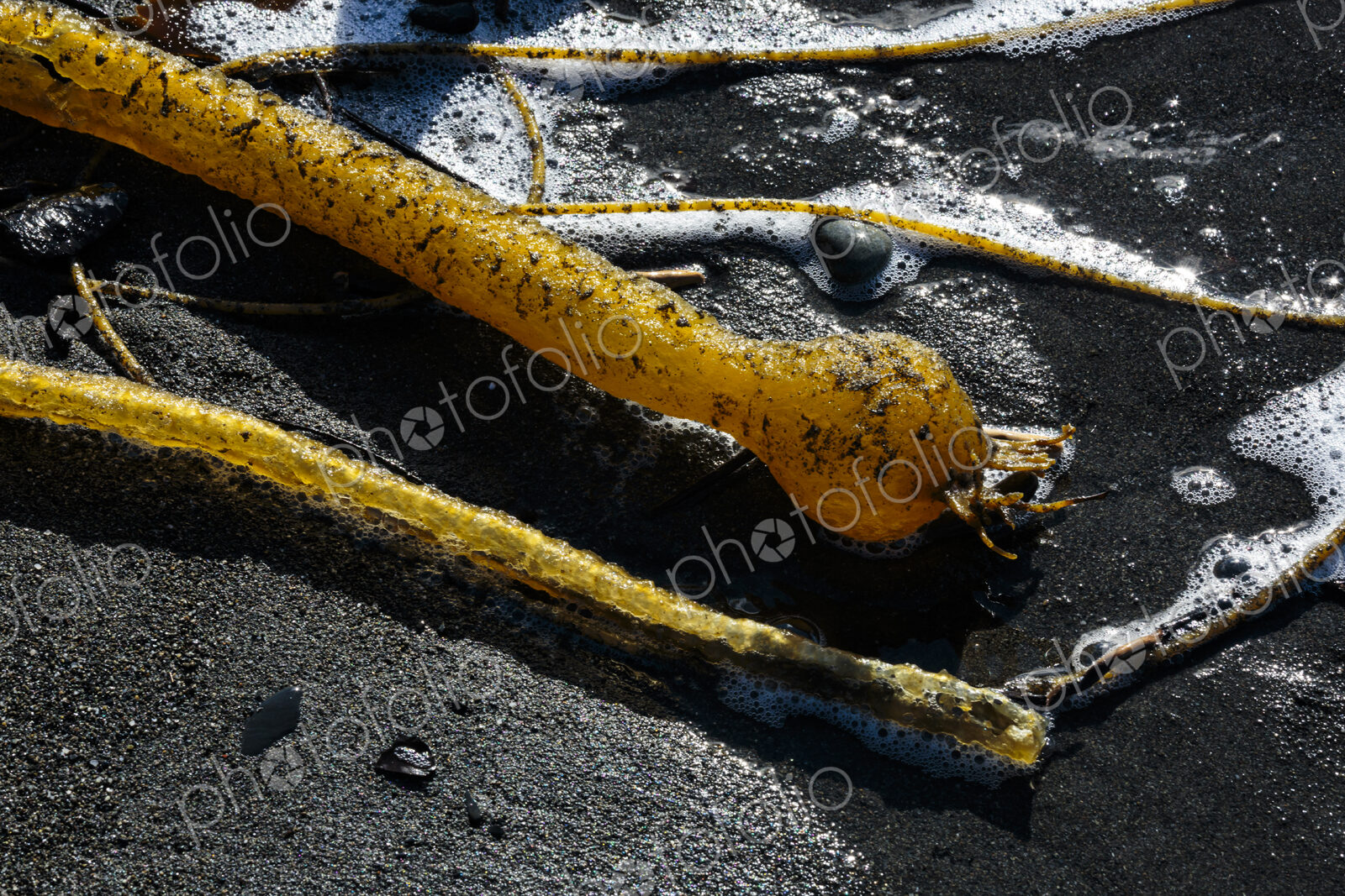 Close up of strands of Bull kelp, bladderrack seaweed on a beach, Port Angeles
