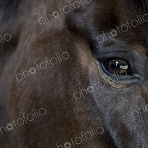 Close up of the head and bright eye of a brown bay horse. Close up of the head and bright eye of a brown bay horse.