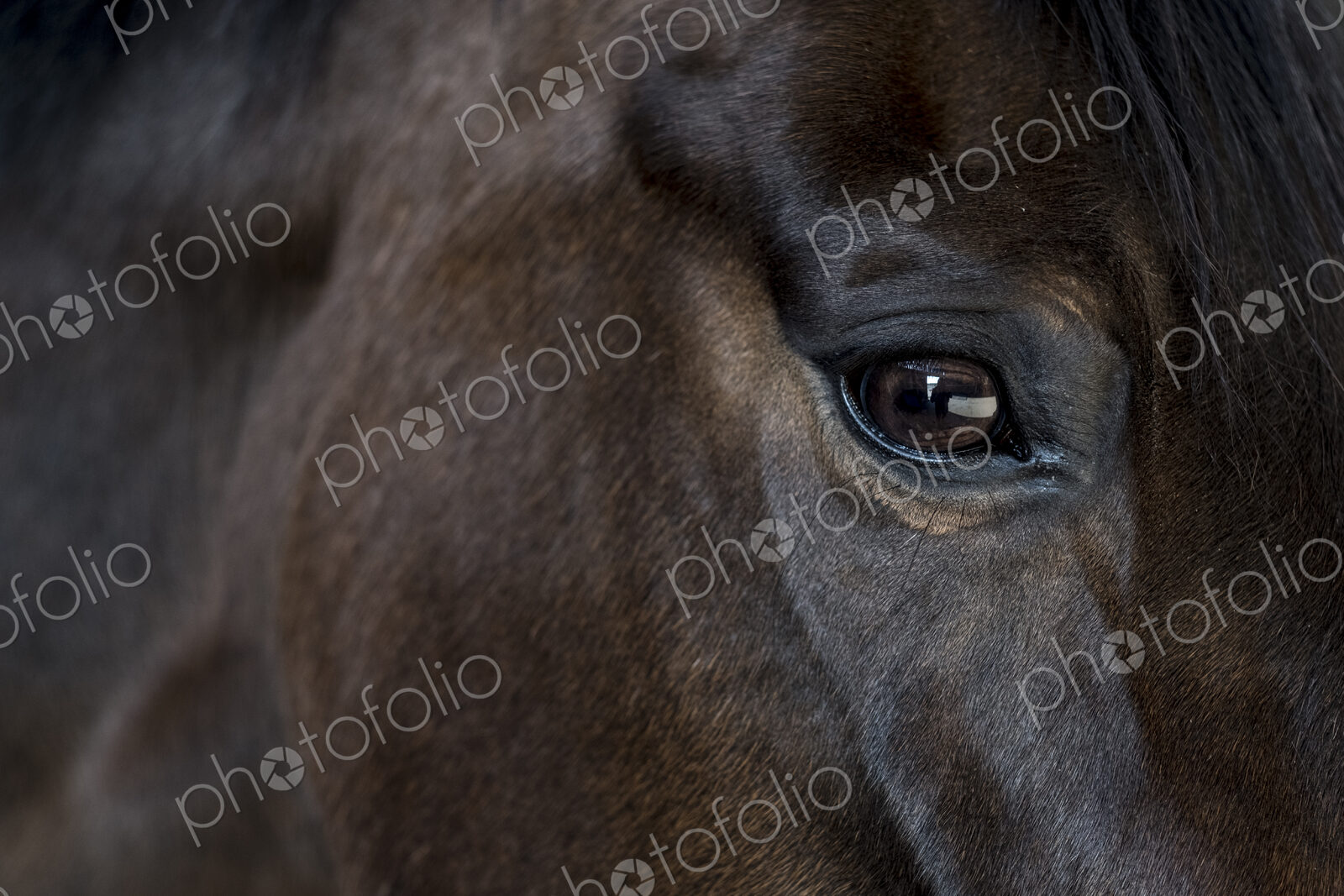 Close up of the head and bright eye of a brown bay horse.
