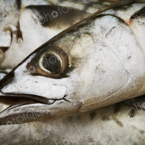 Close up of the head of a fresh Mackerel. Close up of the head of a fresh Mackerel.