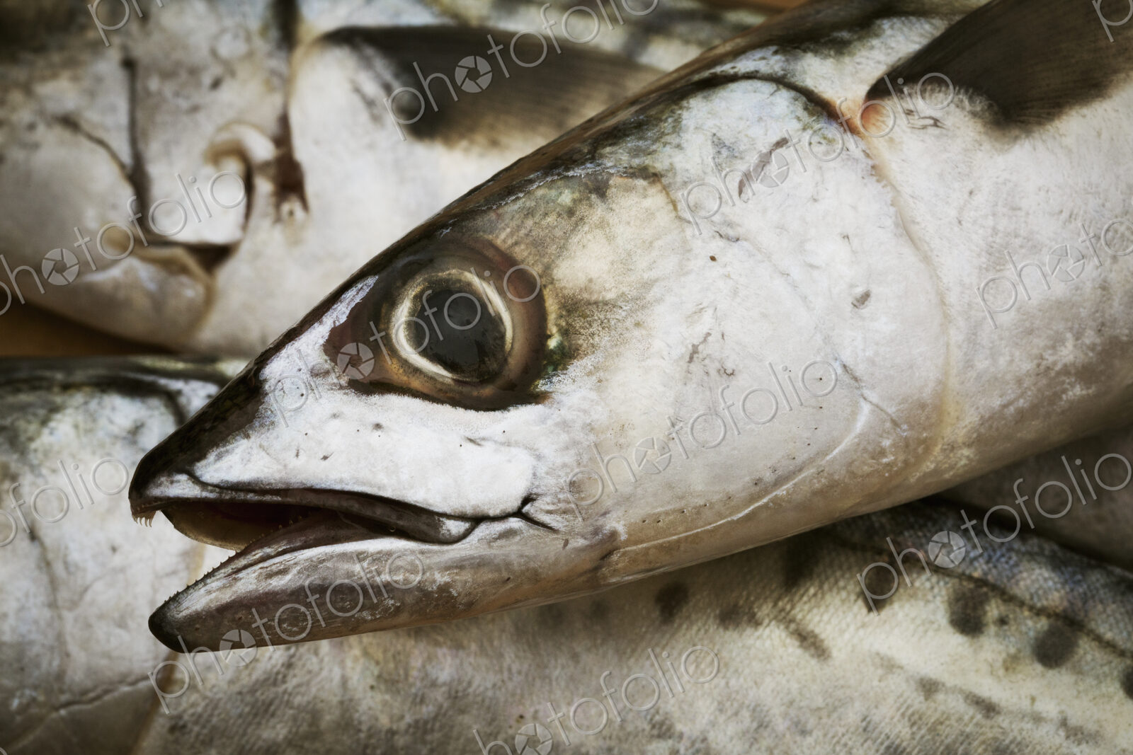 Close up of the head of a fresh Mackerel.
