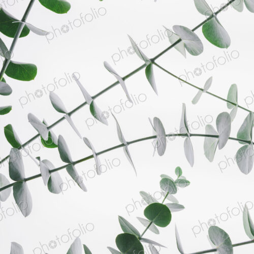 Close up of the small green leaves of the Eucalyptus gunnii tree, also know as Cider… Close up of the small green leaves of the Eucalyptus gunnii tree, also know as Cider…