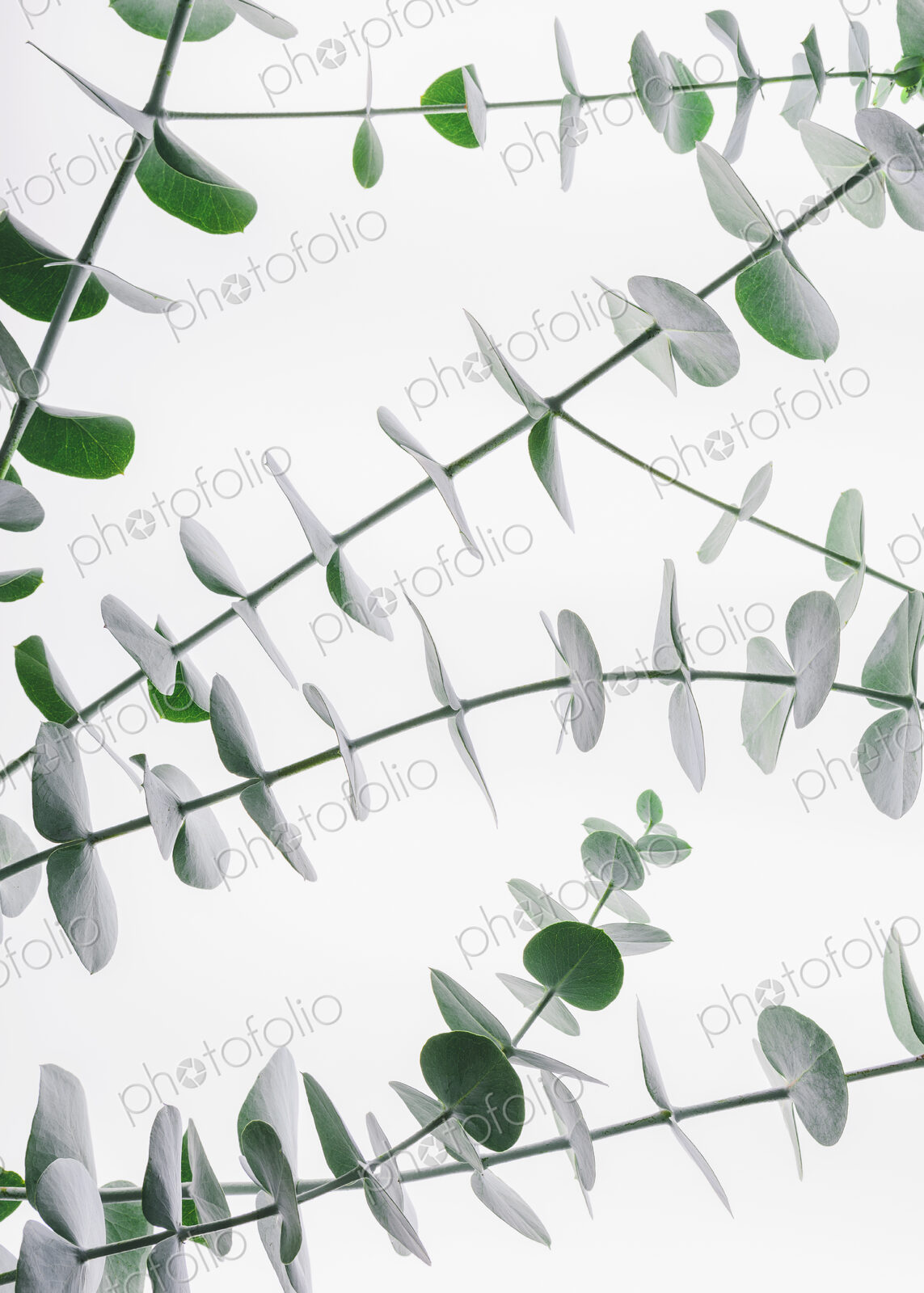 Close up of the small green leaves of the Eucalyptus gunnii tree, also know as Cider…
