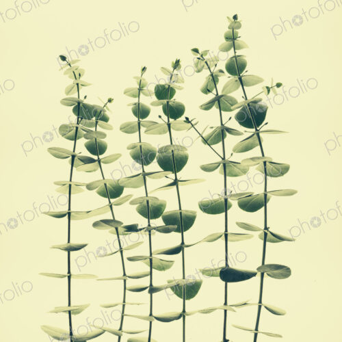 Close up of the small green leaves of the Eucalyptus gunnii tree, also know as Cider… Close up of the small green leaves of the Eucalyptus gunnii tree, also know as Cider…