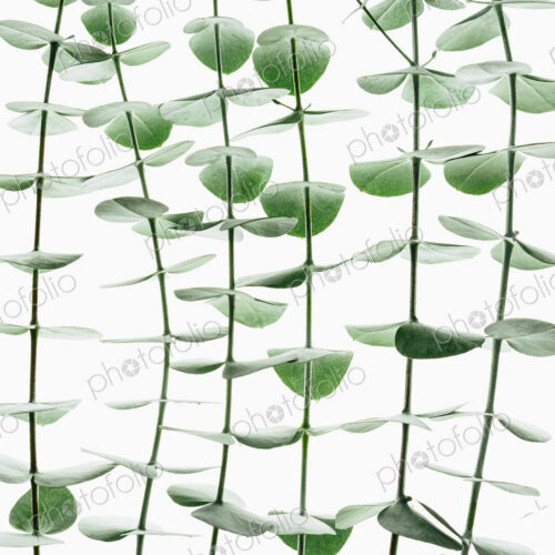 Close up of the small green leaves of the Eucalyptus gunnii tree, also know as Cider… Close up of the small green leaves of the Eucalyptus gunnii tree, also know as Cider…