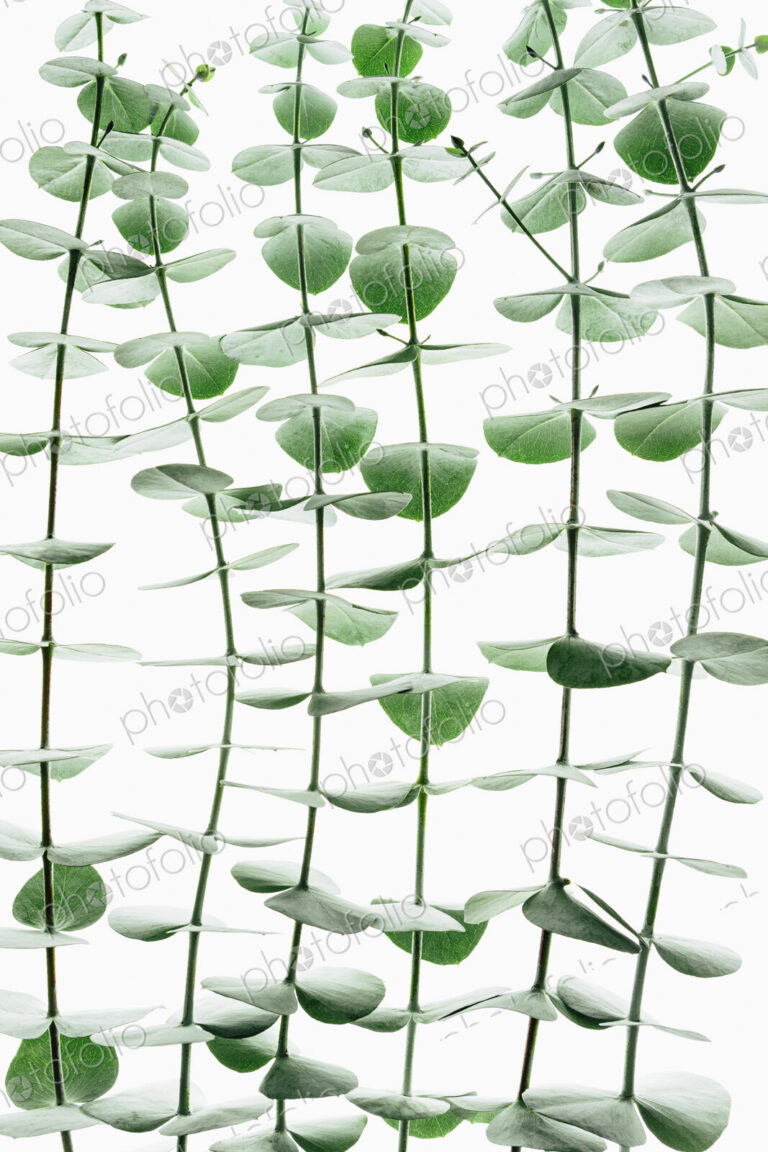 Close up of the small green leaves of the Eucalyptus gunnii tree, also know as Cider…