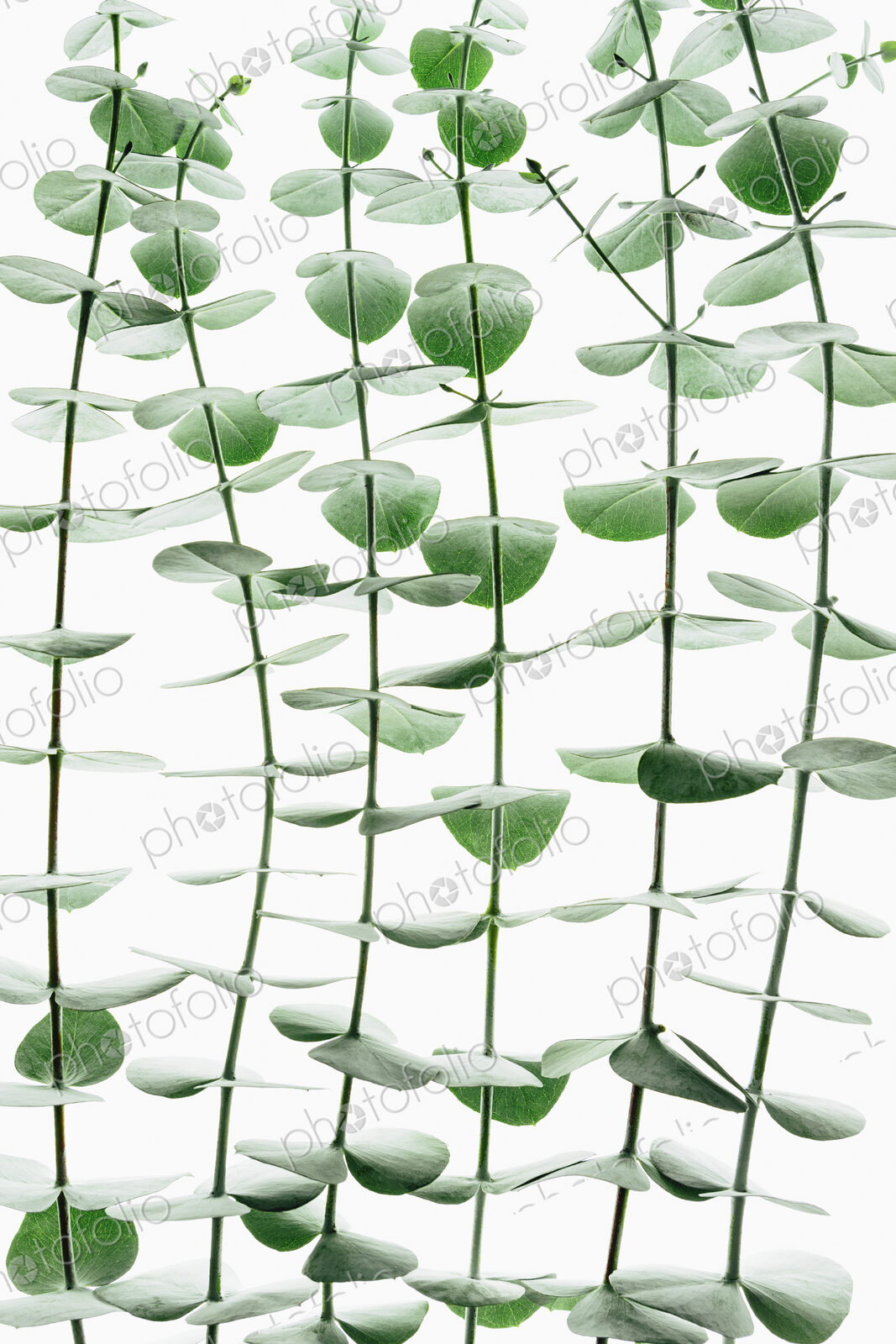 Close up of the small green leaves of the Eucalyptus gunnii tree, also know as Cider…