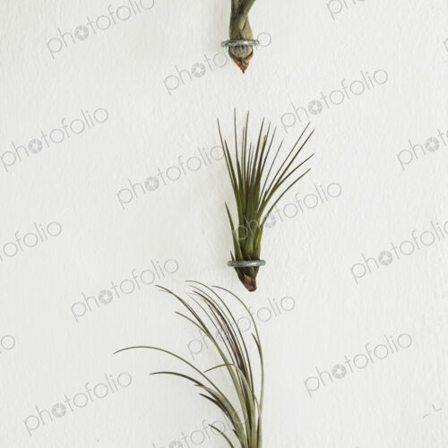 Close up of three air plants on white background. Close up of three air plants on white background.