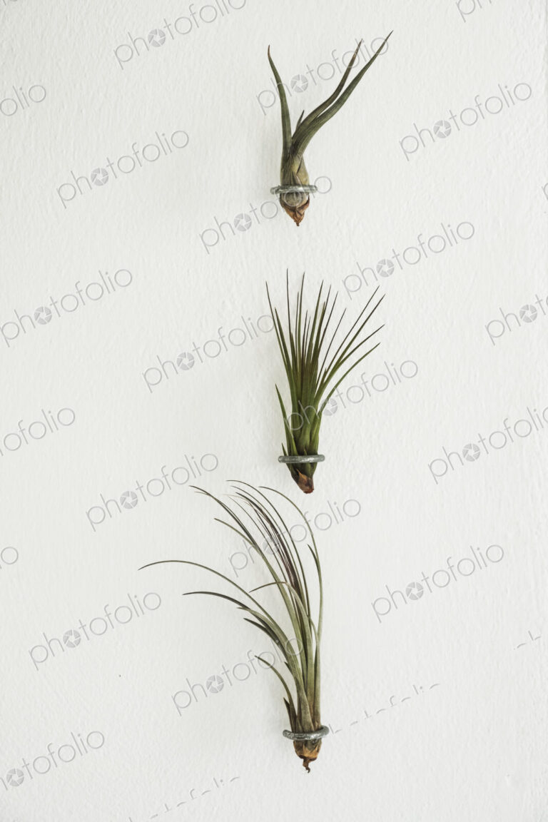 Close up of three air plants on white background.