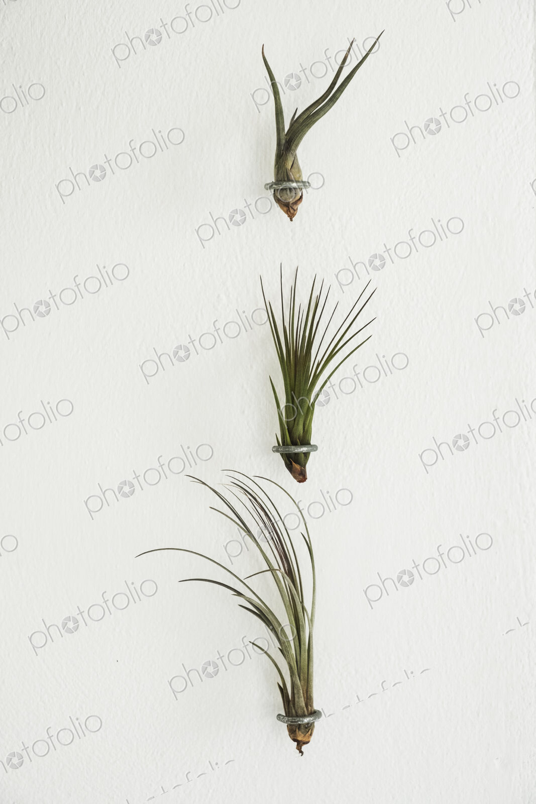 Close up of three air plants on white background.