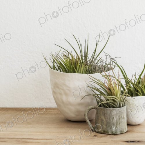 Close up of three varieties of air plants in terracotta pots on a wooden shelf. Close up of three varieties of air plants in terracotta pots on a wooden shelf.
